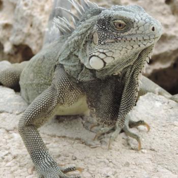 Leguaan