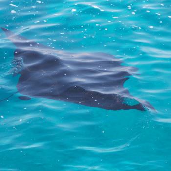 Indrukwekkend snorkelen met reuze manta'a  Gili Lawa