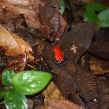 jeans legged frog (aardbeienkikkertje)