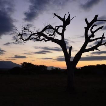 Traditionele 'sundowner' in Kruger National Park