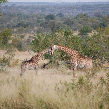 Kruger National Park