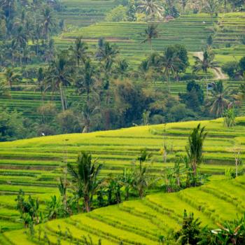 Rijstvelden op Bali