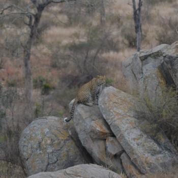 Leopard!