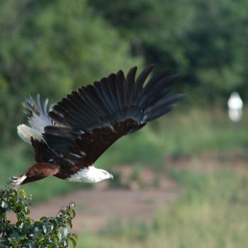 African Fish Eagle in Kafue