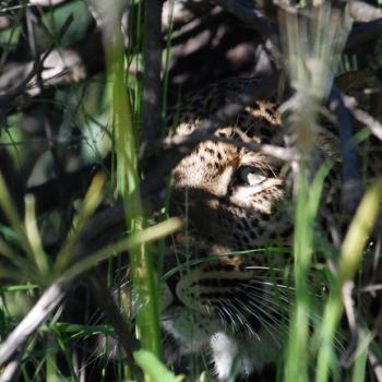 Verdekt opgesteld in Leopard Country