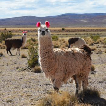 Lama's! - Tupiza