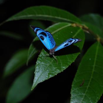 Gigantische en prachtige vlinders overal in Frans Guyana