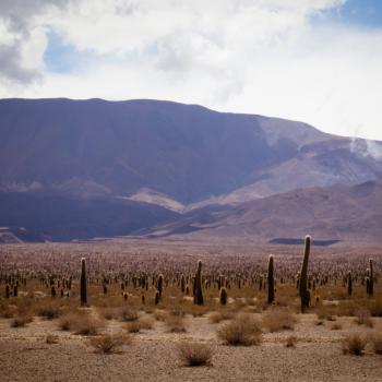 National Park Los Cardones
