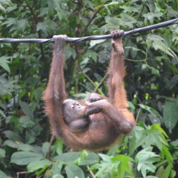 Hier kwamen we voor: Orang-oetans!