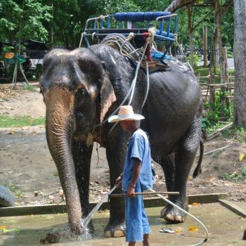 Olifant die wordt gewassen