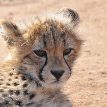 Cheeta welpje