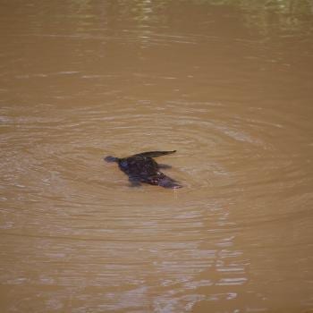 platypus (vogelbekdier) in het wild