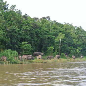 kinabantangan rivier