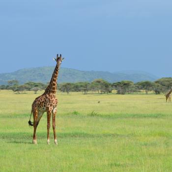 giraffe op de Serengeti