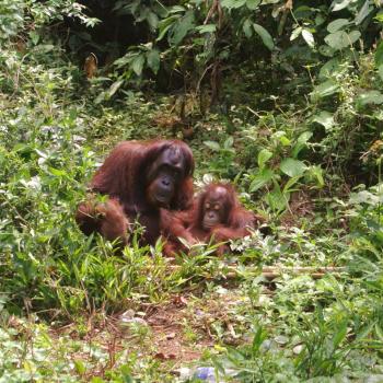 Wilde Orangoetans op Borneo