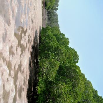 De mangrovebossen op het tropische Île Moucha