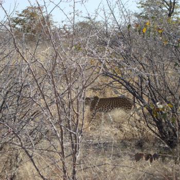 Etosha National Park