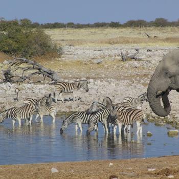 Etosha National Park