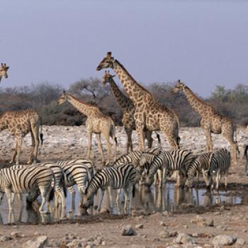 Drinkplaats voor de wilde dieren Etosha NP