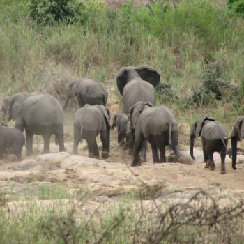 Kudde olifanten in het Krugerpark