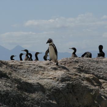 Pinguinkolonie Simonstad