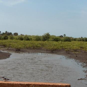 Natuur in Gambia