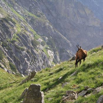 Wildlife in het Tatra gebergte
