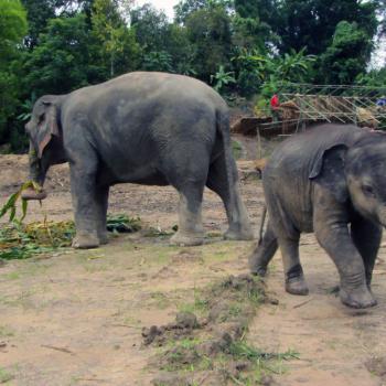 Elephant Retirement Park bij Chiang Mai