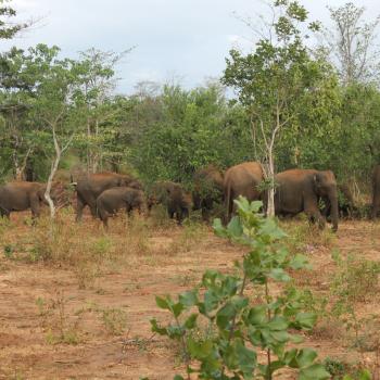 Olifanten in National Park Uda Walawe