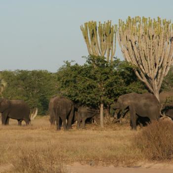 liwonde np