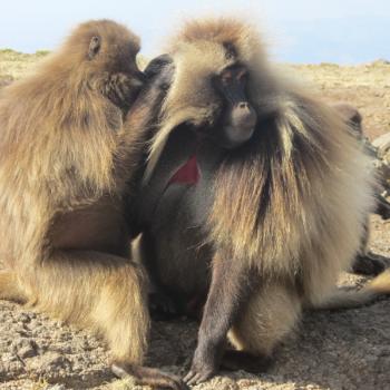 Simiengebergte. Gelada-bavianen
