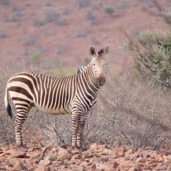 Zebra in Damaraland