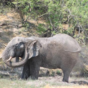 Olifant op de camping Savuti