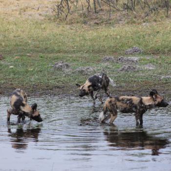 Wilde honden op de camping Savuti
