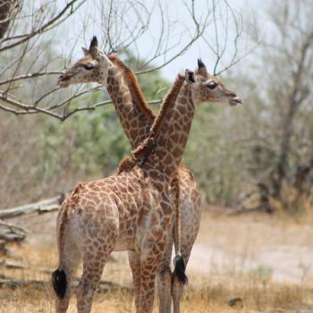 Nog jonge Giraffe in Moremi. 