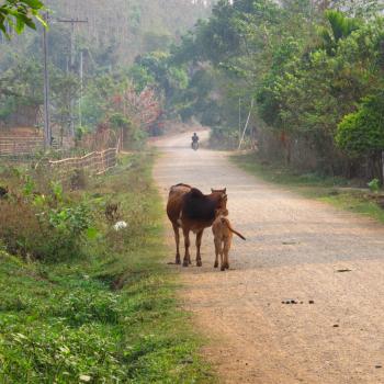Typisch Laotiaans dorpje