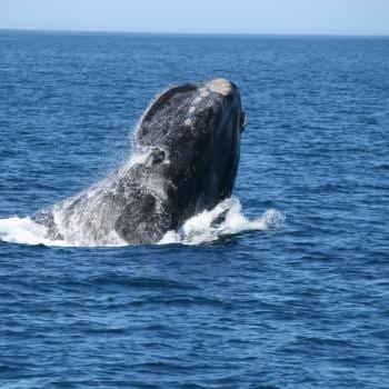 jumping whale at puerto madryn