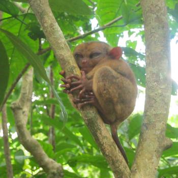 Tarsier aapje, Bohol