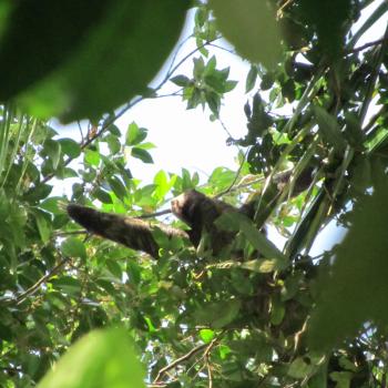 Luiaard in Cahuita.
