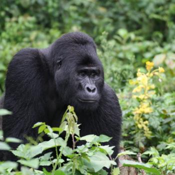 Gorilla