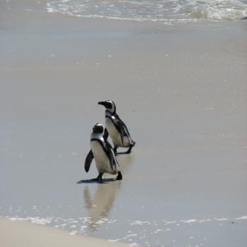 zwemmen met de pinguings op boulders beacht