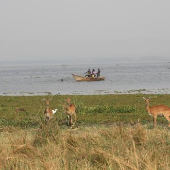 Safari