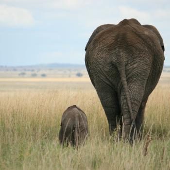 Serengeti januari 2012