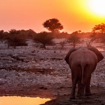 Olifant bij ondergaande zon in Etosha National Park