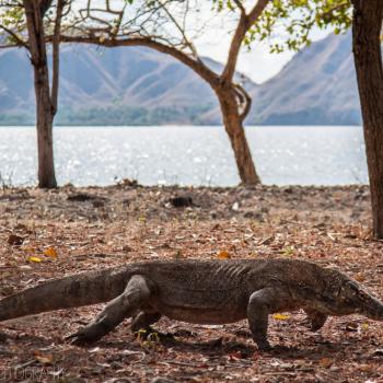 De Komodovaraan op het eiland Komodo