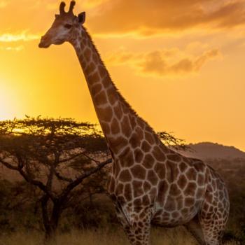 Giraffe voor een acacia tijdens zonsondergang in Zuid-Afrika