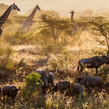 Het Afrika-gevoel!