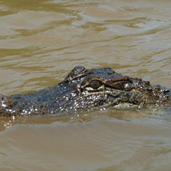 Swamp Tour