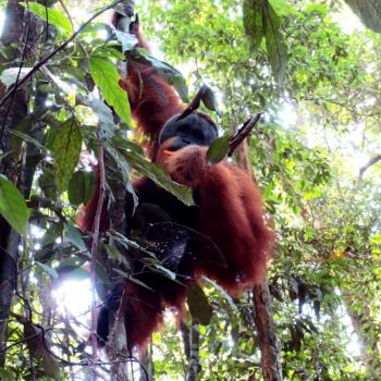 Orang-oetan @ Gunung Leuser National Park (Bukit Lawang)
