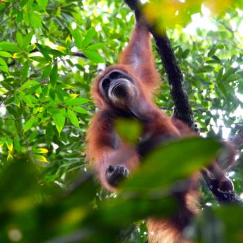 Orang oetan in Ketambe